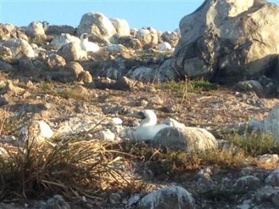 abrolhos